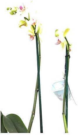 Floral, Plant Orchid Promo