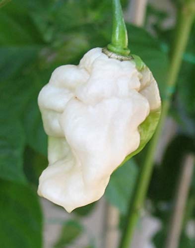 Amefurashi 10 Benih Cabe Red Bhut Jolokia Ghost Pepper Lazada Indonesia