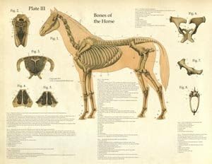 Antique Anatomy Chart - Bones of The Horse