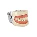 YOUYA DENTAL TM-021 Dental Typodont Teeth Model Completely Detachable Teaching Study Tools Typodont Articulated Anatomy Teeth Model 28 Removable Teeth, with a Small Screwdriver