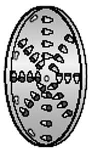 Alfa Intl. Shredding Disc hole size 1/4" - VS-12SD-1/4