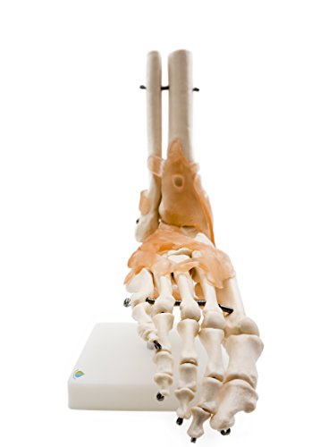 Foot Joint Model with Ligaments,Kouber Human Anatomical Model,Life Size,Height 11