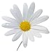5800 Seeds - Shasta Daisy - Perennial, Full Sun Daisy