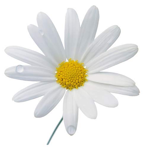 5800 Seeds - Shasta Daisy - Perennial, Full Sun Daisy 5800 Seeds - Shasta Daisy - Perennial, Full Sun Daisy