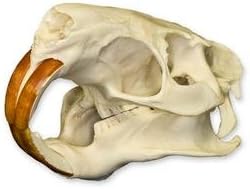 Nutria Skull (Natural Bone Quality A)