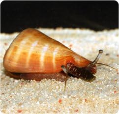 Tiger Sand Conch - Strombus spp. - Live Saltwater Aquarium Invertebrate