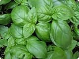 Sweet Basil Herb Plant- Non GMO- Two (2) Live Plants - Not Seeds -Each 4