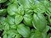 Clovers Garden Sweet Basil Herb Plant- Non GMO- Two (2) Live Plants - Not Seeds -Each 4"-7"tall- in 3.5 Inch Pots