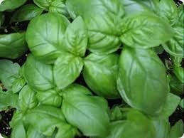 Clovers Garden Sweet Basil Herb Plant- Non GMO- Two (2) Live Plants - Not Seeds -Each 4 Clovers Garden Sweet Basil Herb Plant- Non GMO- Two (2) Live Plants - Not Seeds -Each 4