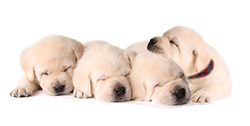 5 YOY+Nylon+Puppy+Whelping+Collars