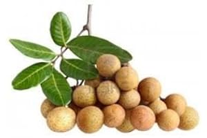 TROPICAL IMPORTERS Fresh Longans (3lb)