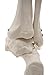 Foot and Ankle Skeleton Model,Kouber Human Anatomical Model,Life Size,Height 11