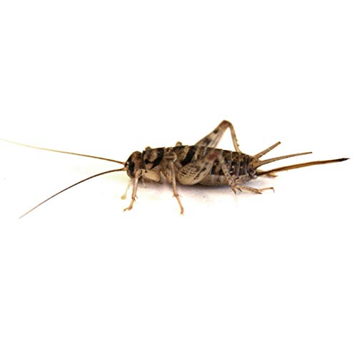 Josh's Frogs 1/4" Banded Crickets (120 Count)