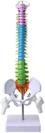 Meatyhjk 45cm Removable Human Spine Model Spinal Column Vertebral Lumbar Curve Anatomical Medical Teaching Tool