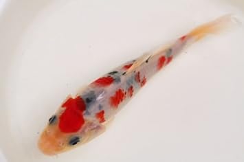 Amazon 高級錦鯉 大正三色 18センチ O 金魚 錦鯉 熱帯魚 生体 Pez 観賞魚 水中生物 通販