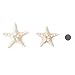 Super Z Outlet Starfish Natural Knobby Mini Beach Sea Stars for Wedding Seashell Crafts (Large, 6 Piece)