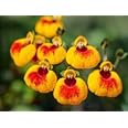 Generic 100 Calceolaria Uniflora Flower Seeds
