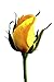 Yellow Rose Buds - Organic Dried brilliant Yellow Rose Petals Buds (Rosa Damascena) - Pure delicate yellow rose buds!