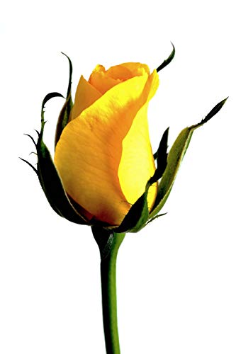 image for Bluechai Yellow Rose Buds - Organic Dried brilliant Yellow Rose Petals