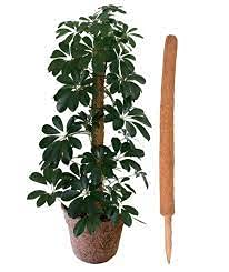 PANKAJ NURSERY Coir Stick for Indoor, House and Plant Creepers Support 4feet, Pack of 2