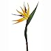 Lily Garden Pack of 6 Bird of Paradise Spray Natural (Orange, 22.5 Inch)