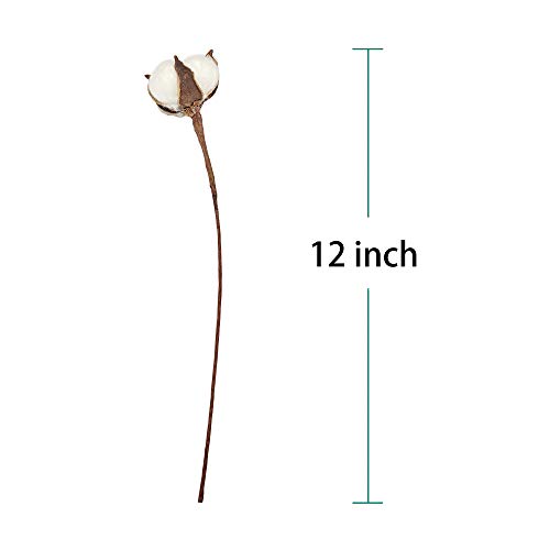 image for VGIA 20Pack Really Natural White Cotton Stems Dried Flower Branch for 