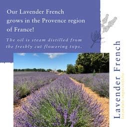 Absolute Aromas Floral Essential Oils Bundle, Set of 3 x 10ml, 100% Pure French Lavender - Image 5