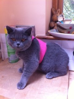 Mynwood Cat Jacket/Harness Pink Kitten up to 8month