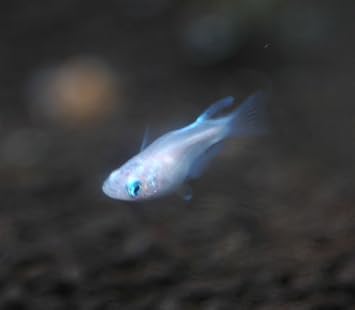 Amazon 幹之ダルマメダカ ミユキだるまメダカ 生体 オリジナル 観賞魚 水中生物 通販