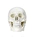 Walter Products B10207A Classic Human Skull Model, Life Size