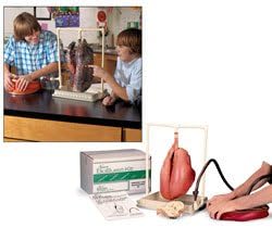 Nasco BioQuest Inflatable Lungs Comparison Kit - Dissection & Science Education Materials - LS03768