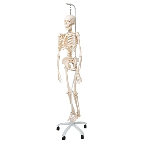 3B Scientific Human Anatomy Skeleton Model Phil - Physiological, On Hanging Stand A15/3 + free anatomy software - 3B Smart Anatomy