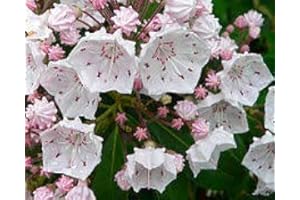 10 Chestnut Tree Seeds : Seeds in The Packet