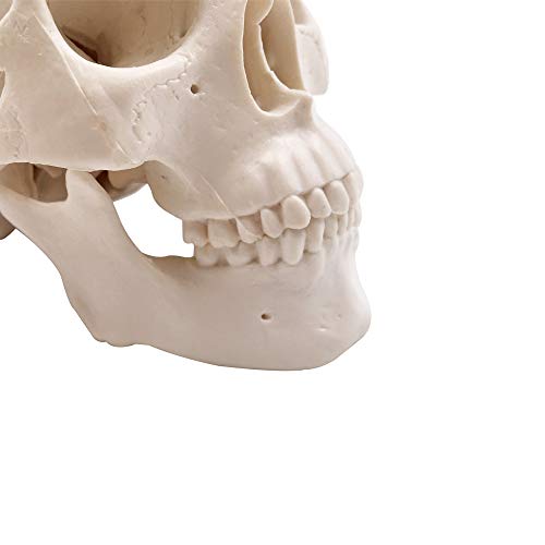3 Mini+Skull+Model+Anatomical+Education