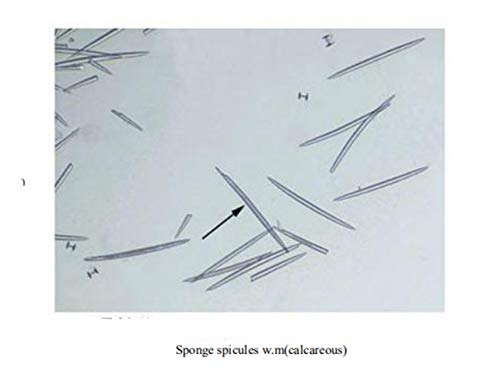 6 Prepared+Apologia+Specifically+Specimens+DIY+SCIENCE