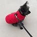 EXPAWLORER Reversible Reflective Sport Vest Winter Dog Clothes Pet Jacket , Black and Red Large