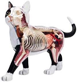 教育人形黒と白猫の骨格解剖学モデル28おもちゃの動物生物