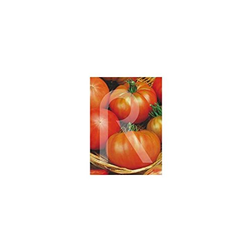 Rocalba - Semilla de tomate de muchamiel: Amazon.es: Jardín
