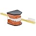 Large Brushing and Flossing Dental Model with Toothbrush