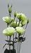 (PLIS)~"CINDERELLA LIME" LISIANTHUS~Seeds!!~~~Single Beauty!!