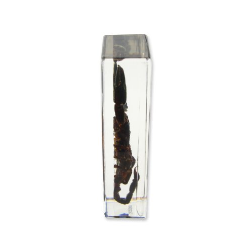 REALBUG Black Scorpion Paperweight (4.4x1.6x1.1)