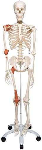 3B Scientific Human Anatomy Skeleton Model Leo - with Ligaments, On Pelvis Mounted Rolling Stand A12 + free anatomy software - 3B Smart Anatomy Standard