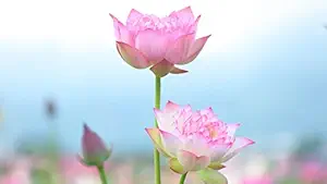 ISEE 360Best Lotus Flowers Wall Laminated Posters for Home Living Kids Study Bed Room Kitchen Office Decor Stylish Printed Wall Poster 300 GSM L X H 16 X 12 Inches