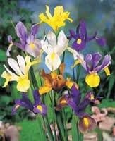 EXTRA VALUE - Iris Dutch Mixed Bulbs (50 in pack) - FRAGRANT FLOWERS