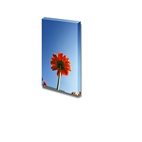 Bright Red Blooming Daisy Facing The Clear Blue...