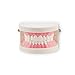 Carejoy Carejoy Dental Dentist Child Kid Teeth Gums Standard Tooth Teaching Model