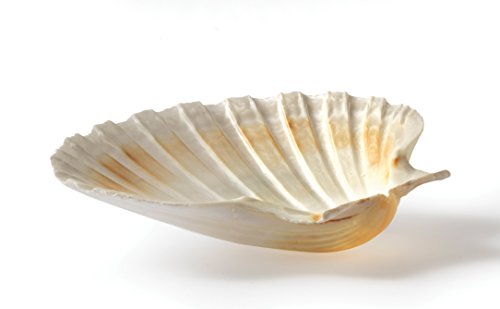 2 HIC+Natural+Baking+Shells+3+25+Inches