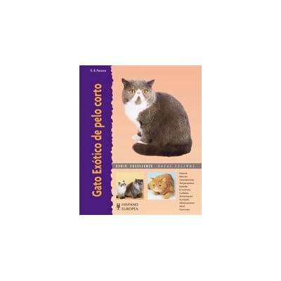 Gato Exótico de pelo corto (Excellence) Gato Exótico de pelo corto (Excellence)