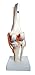 Anatomy Model of Human Knee Joint Bones Anatomical Joint Models for Teaching Life Size - with Functional Knee Ligaments