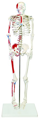 Walter Products B10204 Human Skeleton with Muscles Colored and Labeled, Half Size 33